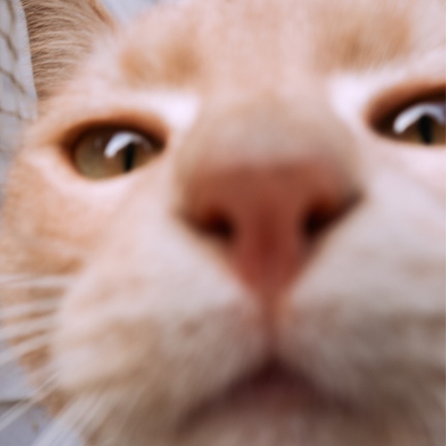 고양이 상담 캐릭터